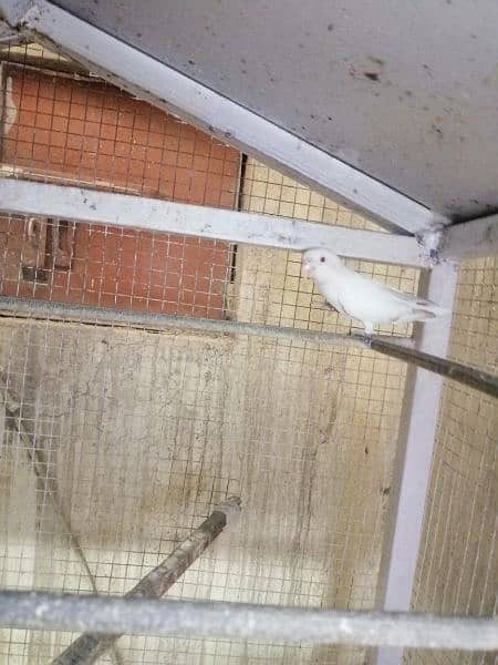 lovebird albino red eyes breeder and active pair 5