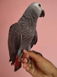African gray parrot self 03156376925