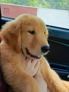 Golden retriever pedigree male puppy