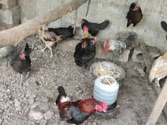 Austrolop and misri hens for sale