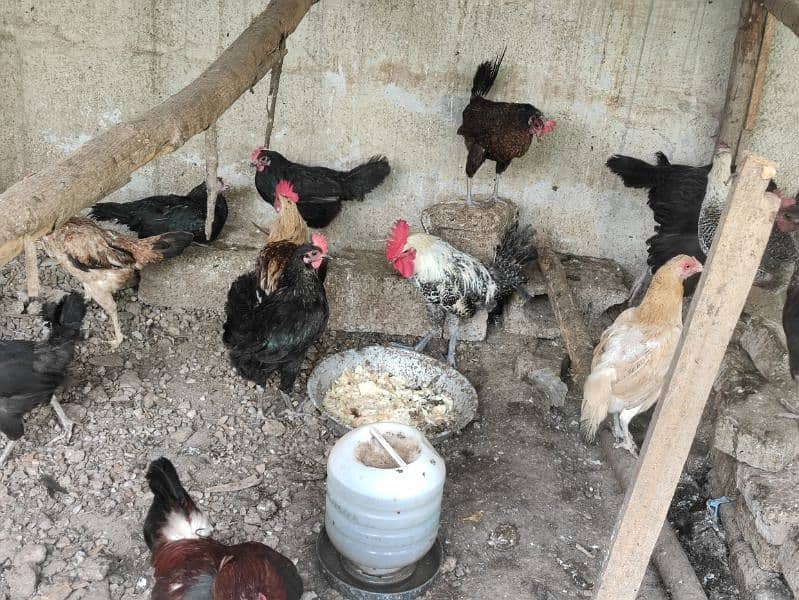 Austrolop and misri hens for sale 1