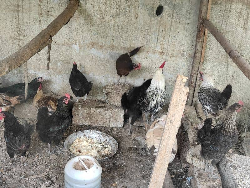 Austrolop and misri hens for sale 2