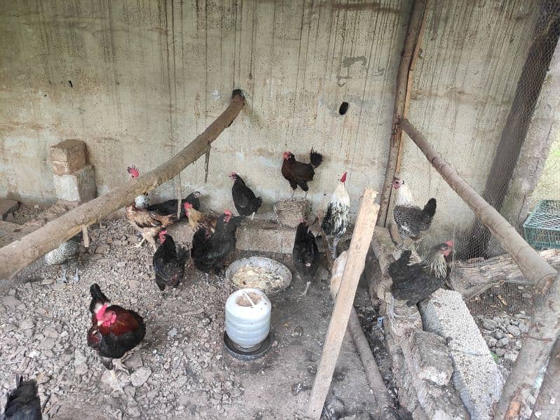 Austrolop and misri hens for sale 3