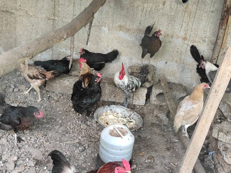 Austrolop and misri hens for sale 4