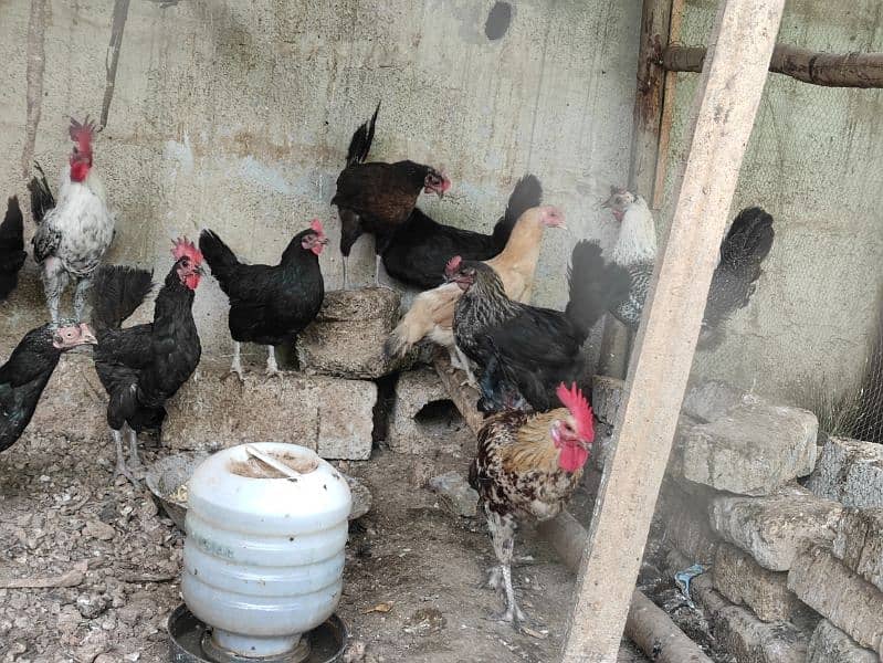 Austrolop and misri hens for sale 5