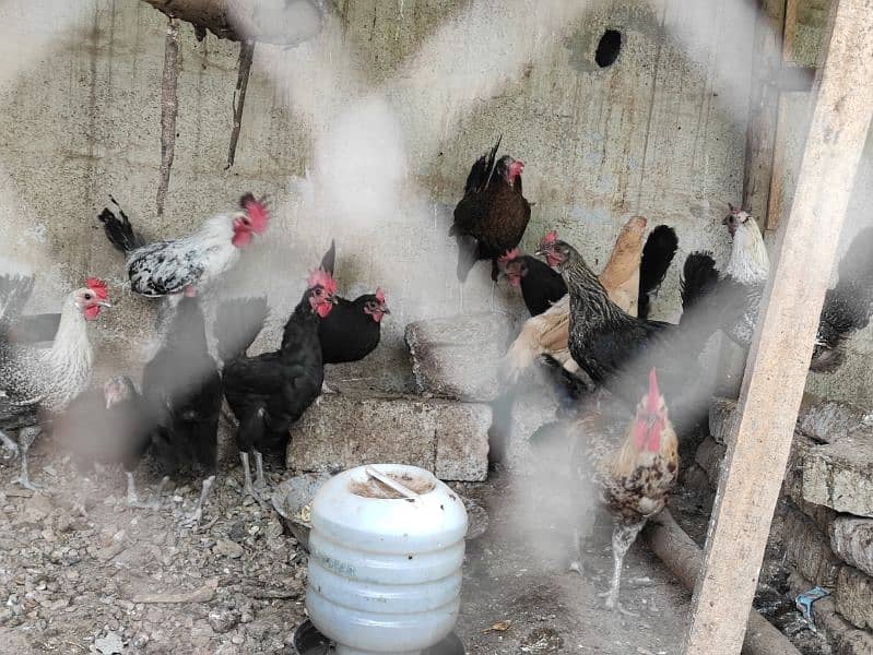 Austrolop and misri hens for sale 6