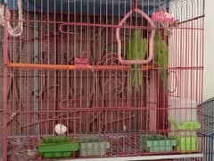 parrots cage