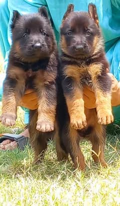 Pure long Coat German Shepherd pair available for sale
