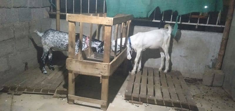 gulabi or babrbari goats 1
