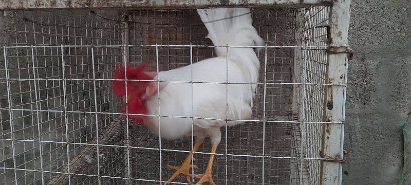 sale or Exchange with any hen Rs. 1200 4