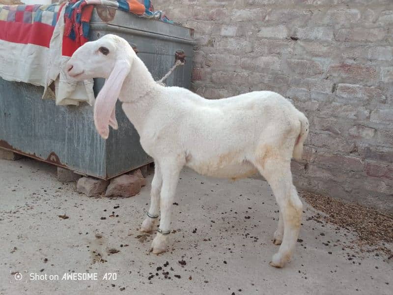 pure kajla gulabi dumba or Bakra bhi bohoT acha ha MachaAllah 0