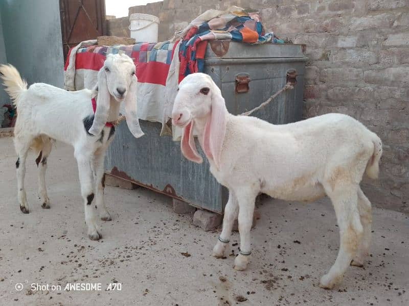 pure kajla gulabi dumba or Bakra bhi bohoT acha ha MachaAllah 1