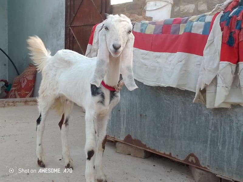 pure kajla gulabi dumba or Bakra bhi bohoT acha ha MachaAllah 7