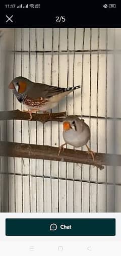 masallah healthy and active pair zabra Finch   03061840577