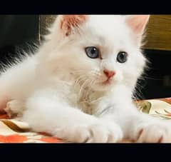 Persian Cat