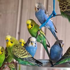 Australian birds ( budgies) for sale