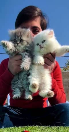 urgent sale pure Persian triple coated kittens in cheapest price