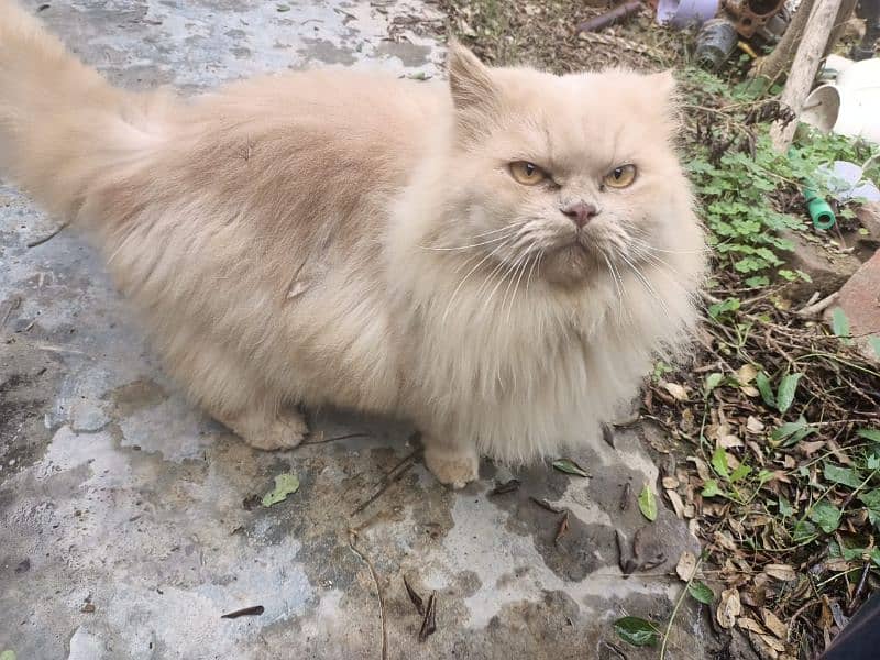 PERSIAN CAT MALE AVAILABLE FOR SALE 0