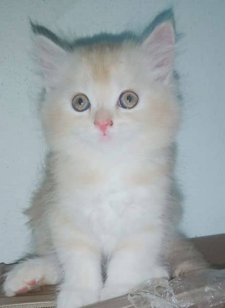 Fawn & white Persian kittens 0