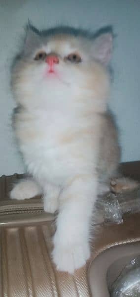 Fawn & white Persian kittens 1