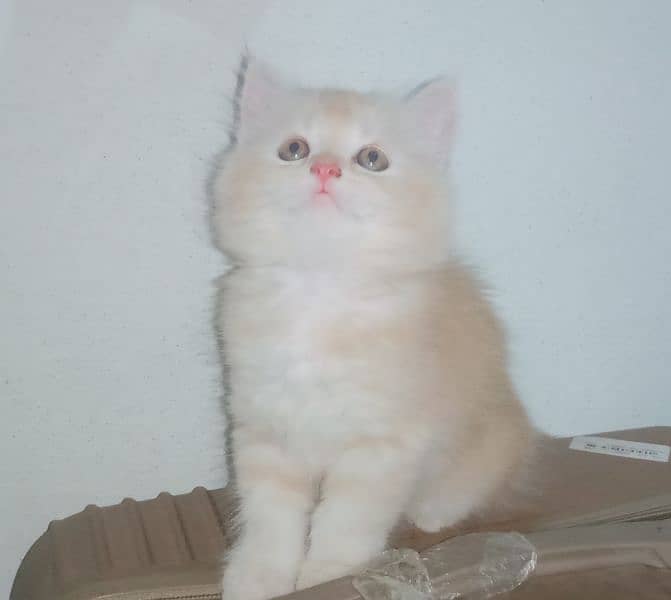 Fawn & white Persian kittens 2
