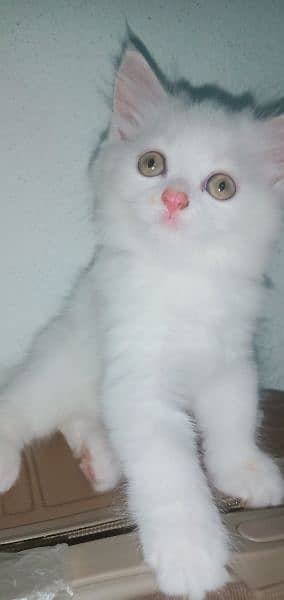Fawn & white Persian kittens 4