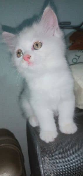 Fawn & white Persian kittens 5
