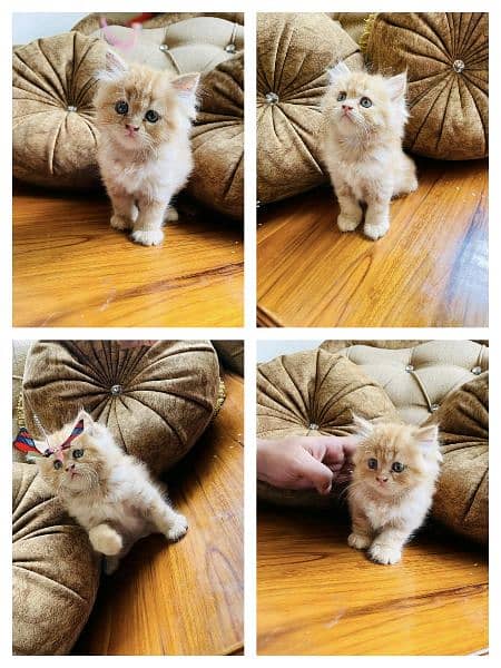 Adorable Kittens | Persian Kitten | Peke Kitten 3