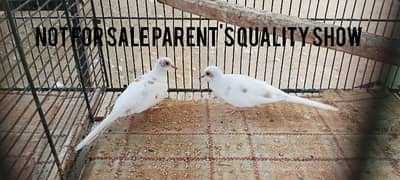 Red pied and Bluepied 2 months babies read description