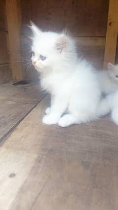 persian triple coat kitten for sale. 0