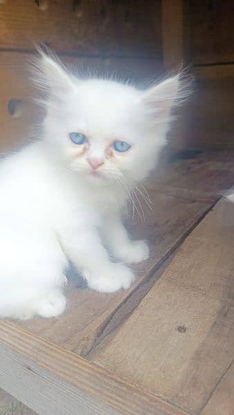 persian triple coat kitten for sale. 1