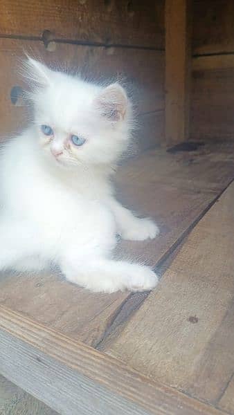 persian triple coat kitten for sale. 2