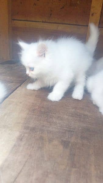 persian triple coat kitten for sale. 3
