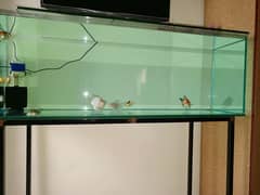 1 fish 1 big aquarium + pump filter+ light+ aquarium stand +feed 0