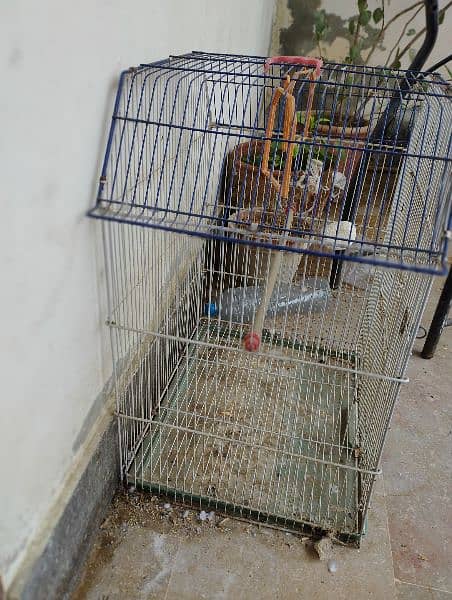 medium size cage for gray pahari and other parrots 2