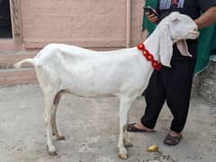 Rajanpuri Bakri Gabban