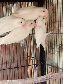 Albino Split red eye and Budgies/ bajri parrot