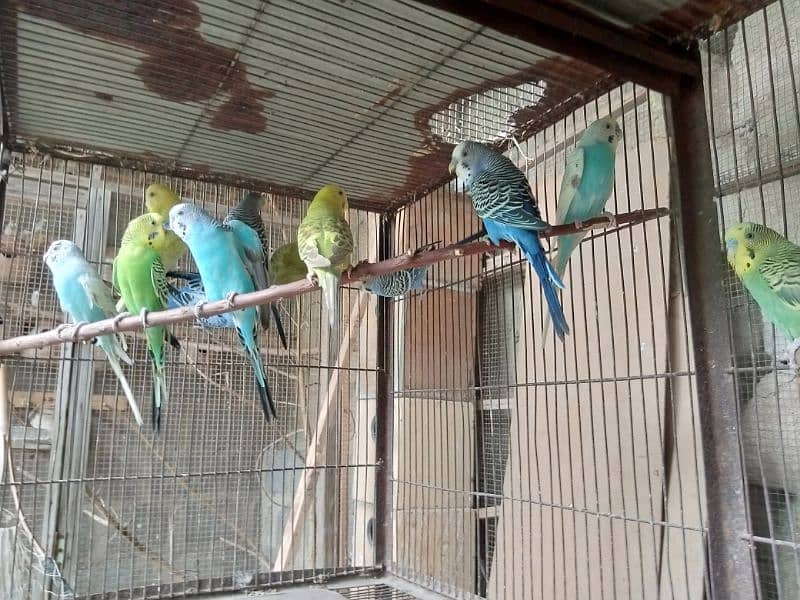 Parblue Pastelino / Albino Split red eye and Budgies/ bajri parrot 12