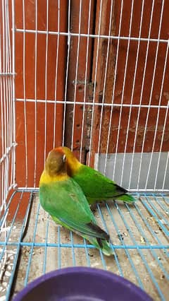 Pair of Lovebird parrots for sale.