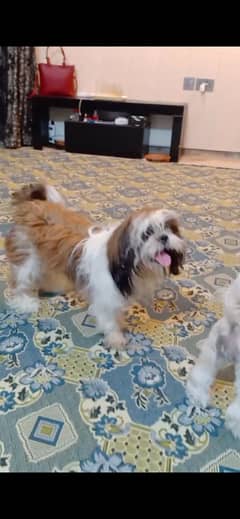 shih tzu Shihtzu male for STUD / MATING CROSS in Lahore