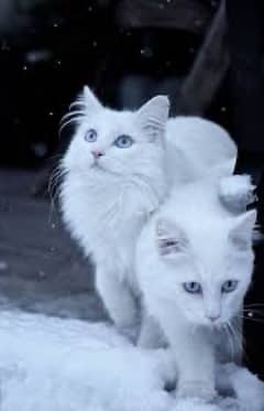 blue eyes trimmed  kitten pair whatsapp 0/3/0/5/4/2/3/22/2/3