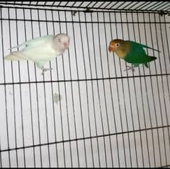 pair for sall with cage with DNA albino red male parbul saplt ino fema