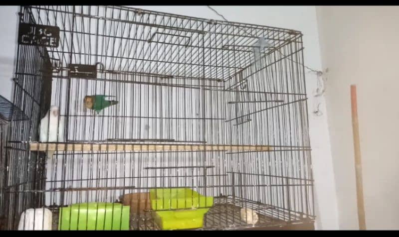 pair for sall with cage with DNA albino red male parbul saplt ino fema 1