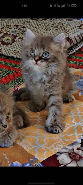 persion kitten 2