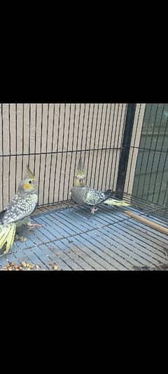 cocktail parrots available for sale 0