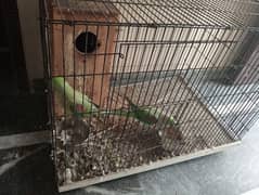 Raw parrot pair for sale