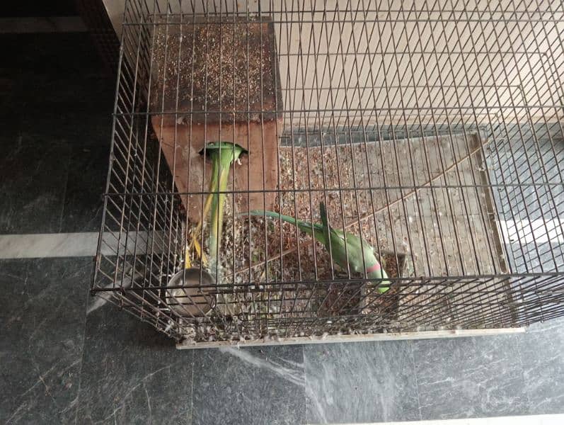 Raw parrot pair for sale 1