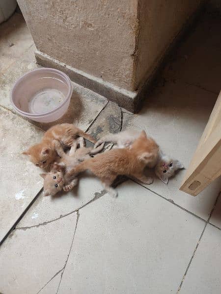 Persian kittens for sale 0