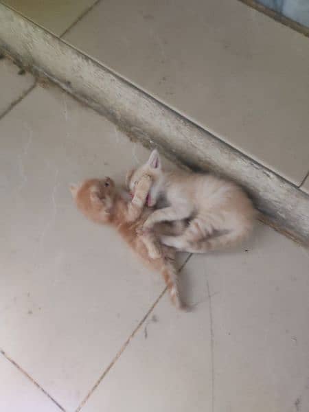 Persian kittens for sale 1