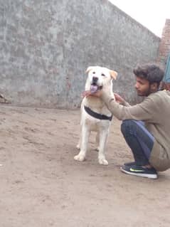 Pedigree Labrador Dog/Full Vaccinated.